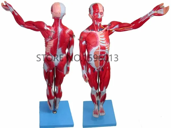 A11301-1 muscles model 2