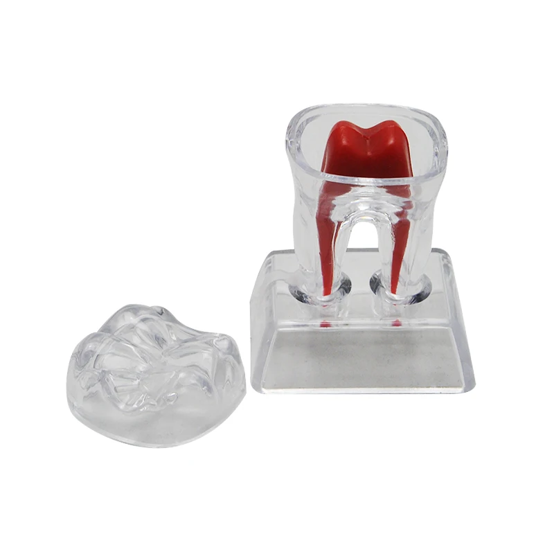 2016 NEW Arrival Dental Crystal Base Hard Plastic Teeth Tooth Molar Model Fit for Smile 