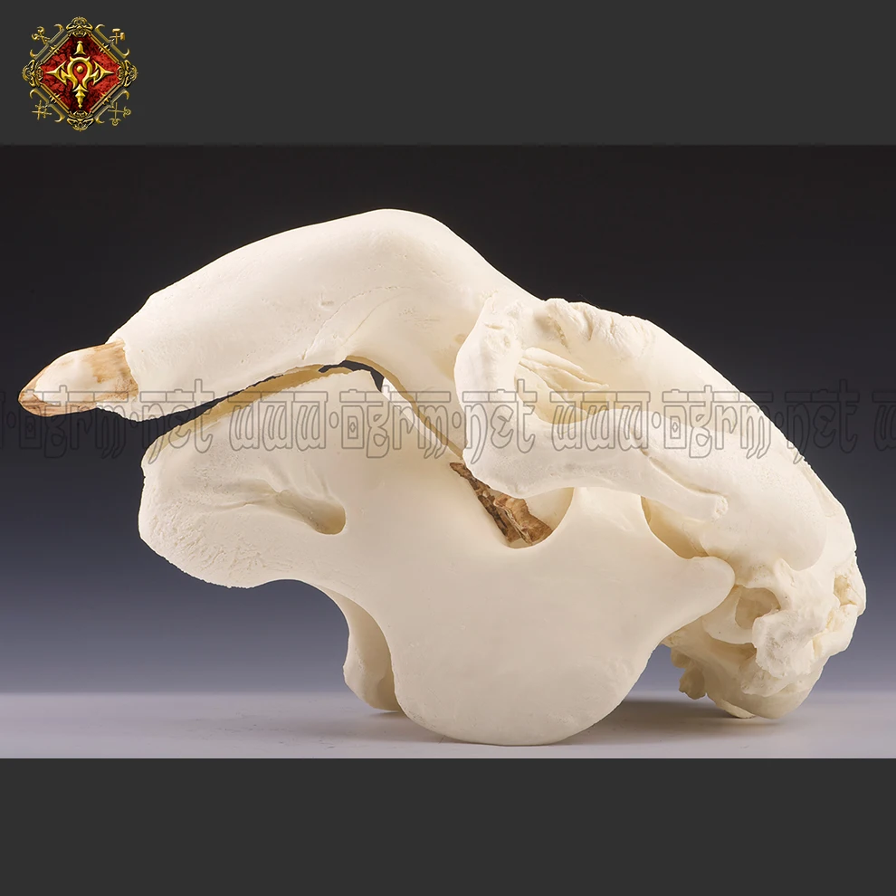 OGRM Apocalypse Series 1:1 Manatee Skull Model Handmade Resin Replica 1