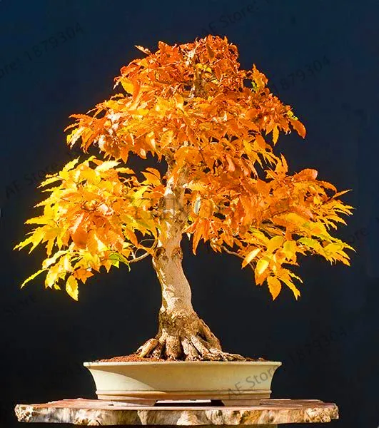 

Lowest Price!20 Pcs Blue Fire Maple Tree flores Bonsai Tree plantas Rare Yellow Red Japanese Maple plante Plants For Home Garden