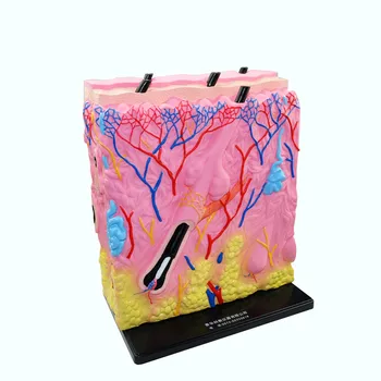 

Stereoscopic Skin Structure Anatomical Model Biomedical Demonstration Teaching Aids School Educational Equipment