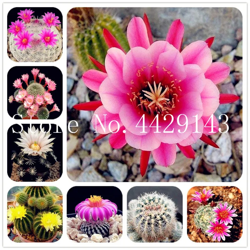 

Sale 100 pcs Rare African Mixed Cactus Succulent Plant Tree Purify Air Bonsai In The Heat Resistant Easy Care Creative Semente