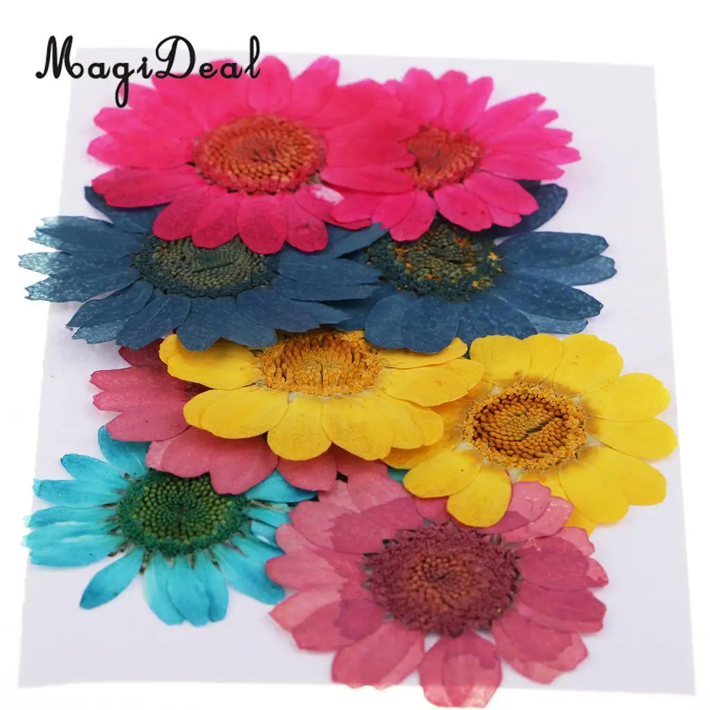 20pcs Real Dried Flowers Pressed  Chrysanthemum for Wedding Decoration Scrapbooking DIY Arts Crafts Floral Decor