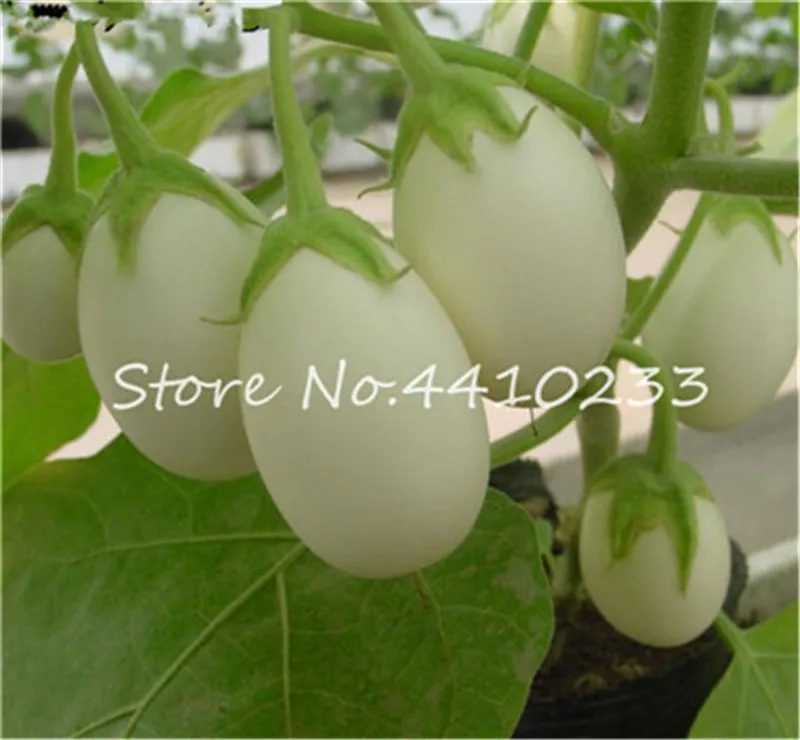100 Pcsbag Mixed Species Eggplant Bonsai Organic Healthy Vegetable Non