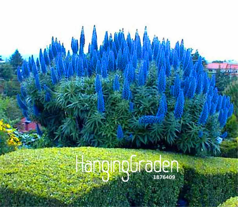 

100 Pcs A Lot Best-Selling!Outdoor Plants Pride Of Madeira bonsai - Echium Fastuosum ~impressive~~,diy Home Garden Flower see