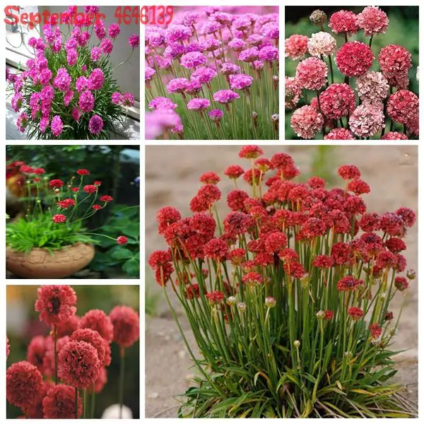 

2019Sell like hot cakes!50pcs Armeria maritima (Mixed) Sea Pink Hardy Perennial ThriftnFlower Samen Seagrass home garden