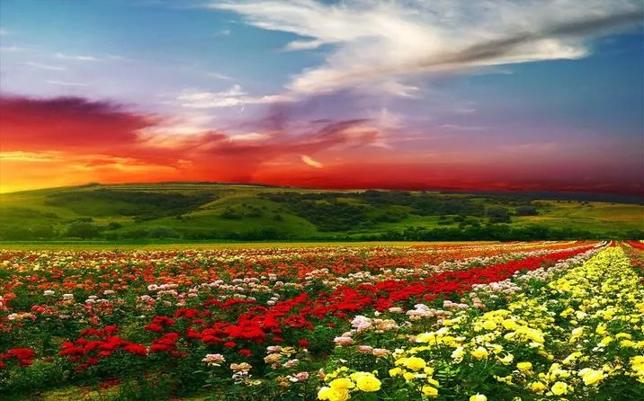 3d-floor-murals-custom-pvc-3d-floor-wallpaper-Flowers-flowers-waterproof-wallpaper-for-bathroom-3d-floor (2)