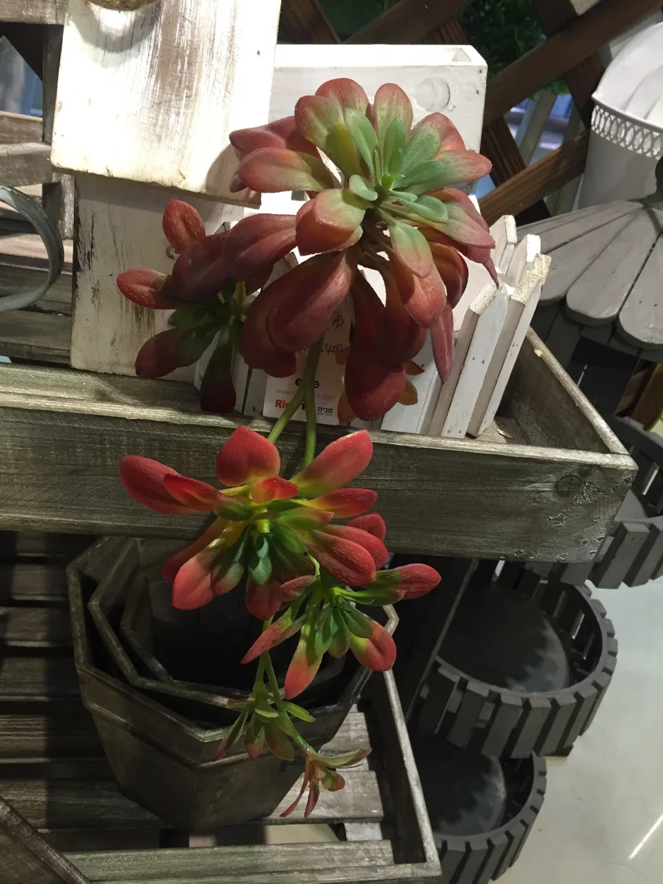 28 см длина искусственного суккулента Aeonium arboreum lotus свадебное украшение|artificial