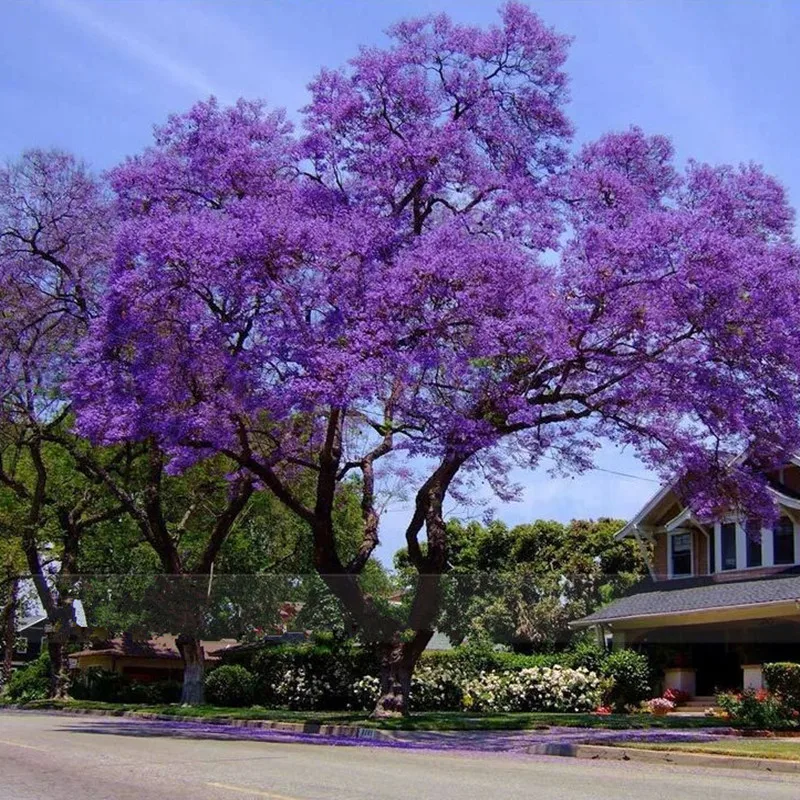 

100Pcs Best Paulownia empress tree Romantic Flower Great Aroma fast growing Hot 2016
