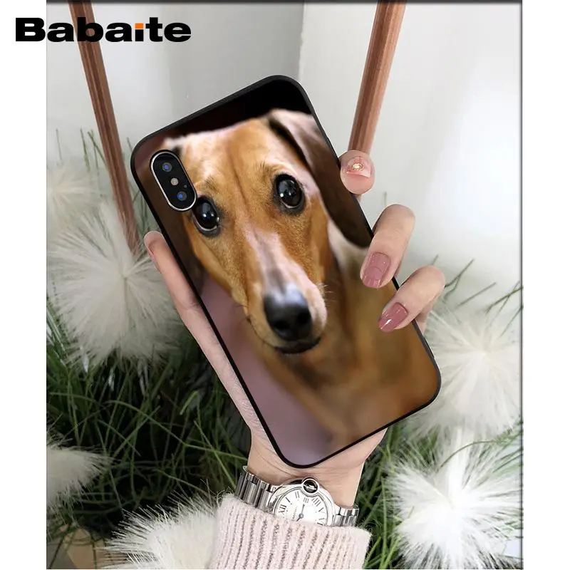 Dachshund dog