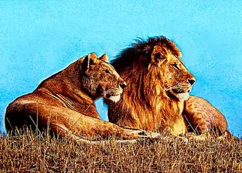 

Free shipping hot sales Middle size gobelin tapestry, Lion Lovers fabric picture,Wall hanging Fabric Pictures