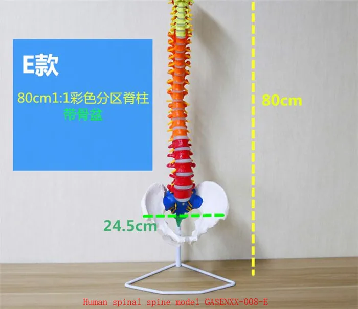

Coccyx Posterior occipital bone Cervical spine Arteries Disc herniation nerve Human spinal spine model GASENXX-008-E