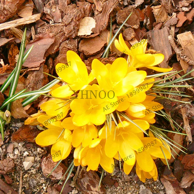 107pcs/bag Saffron Plant,Saffron Flower Plantas,Saffron Crocus Flores