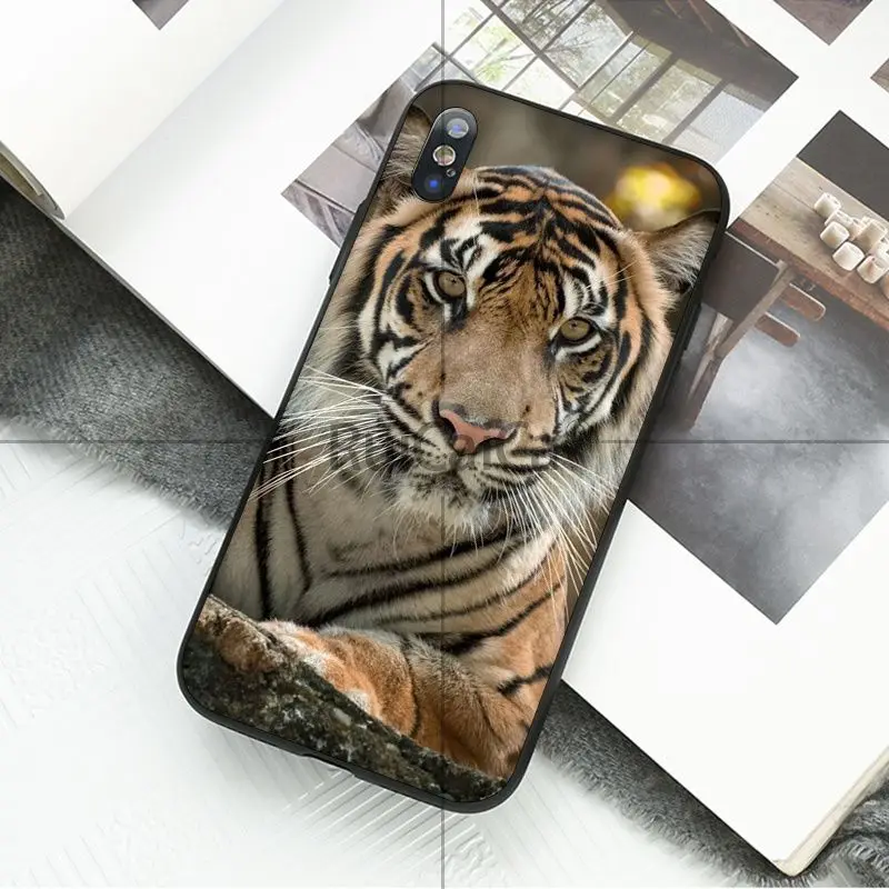 animal tiger