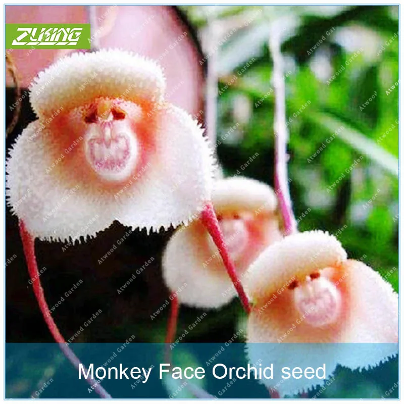 

ZLKING 100 Pcs Monkey Face Orchids Rare Flower Bonsai Sementes Flores Raras Exotic Indoor Plants