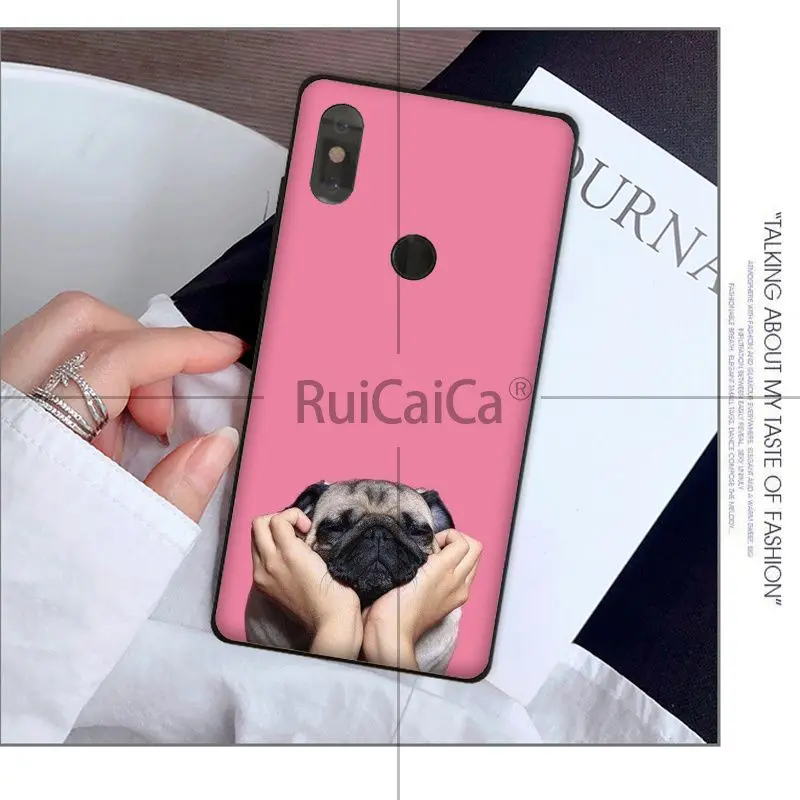 Animal cute pug