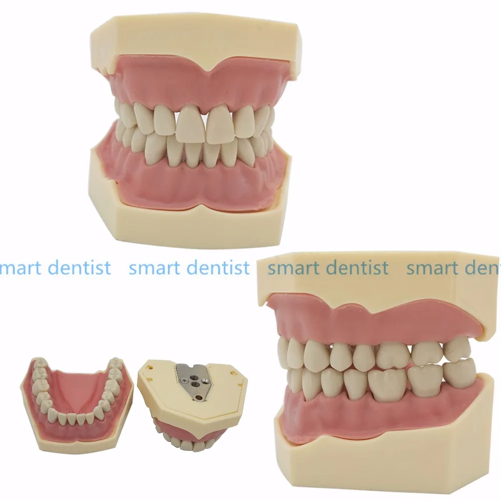 Зубные мягкие десны Зубы Модель съемные 28 шт./32 шт. зубы NISSIN 200 KAVO модель головы совместима стоматолога обучения learni