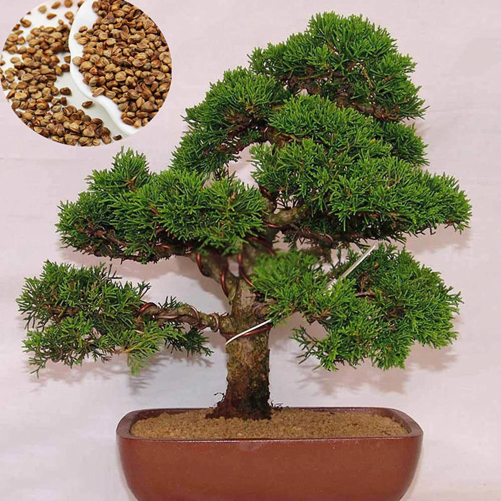 20 шт. японский белый сосновый Pinus Parviflora зеленый набор растений мини дерево бонсай семена Доступные изысканные украшения для дома