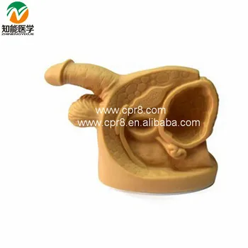 

Inside And Outside Of The Male Genitalia And Urethral Catheterization Model BIX-H5D W160