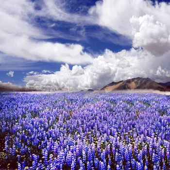 

Vast lavender field Photography backdrops vinyl white cloud photography background vinyl For kids Photography Studio accessories