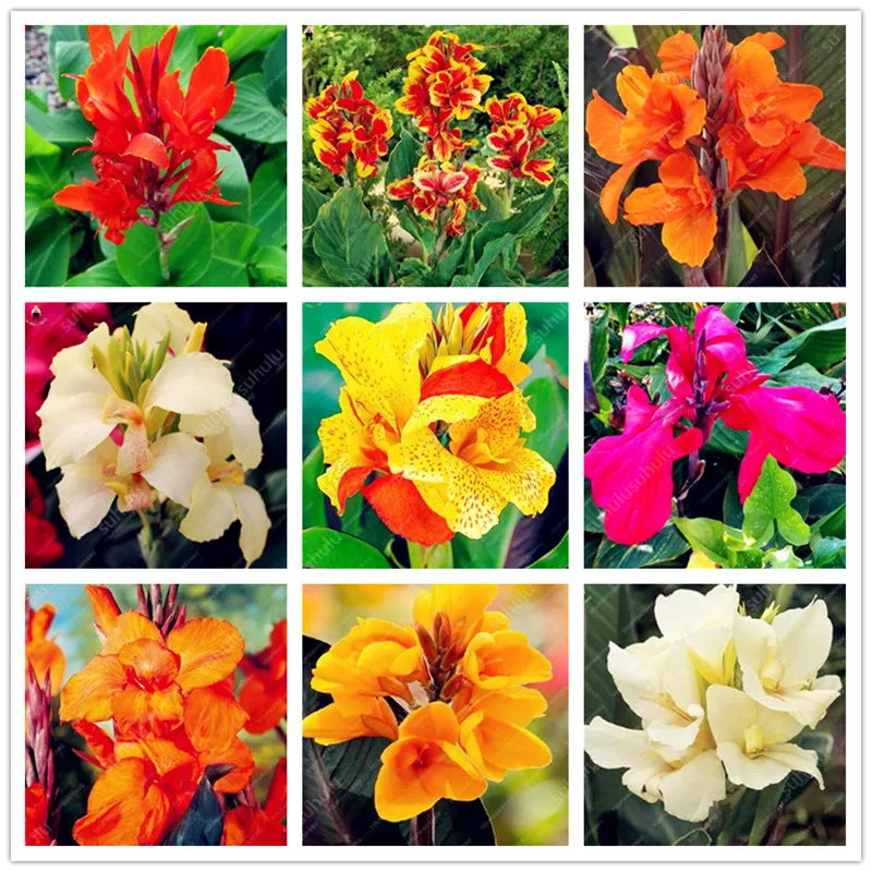 

100 pcs Exotic Bonsai Canna Lily Flore Outdoor & Indoor Bonsai Potted Perennial Ornamental Flower Plant for Home Garden Decor