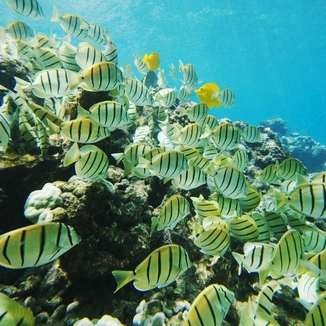 USA  Hawaii Islands  Maui  Ahihi Kinau Natural Area Reserve Makena  School Of