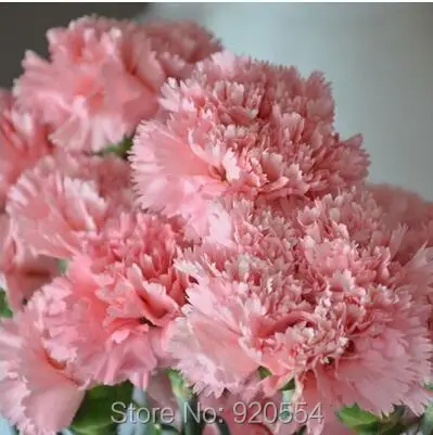 500 шт Dianthus caryophyllus 'Giant Chabaud Mixed' дикая Гвоздика домашний сад