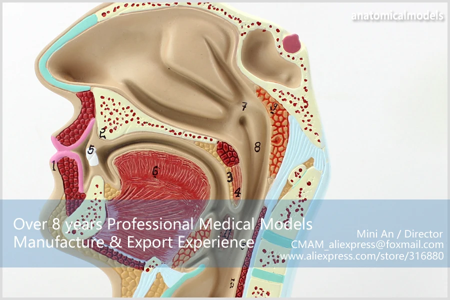 12511/человеческий носовой полости рта продольная анатомическая модель, медицинская научная образовательная учебная анатомическая модель