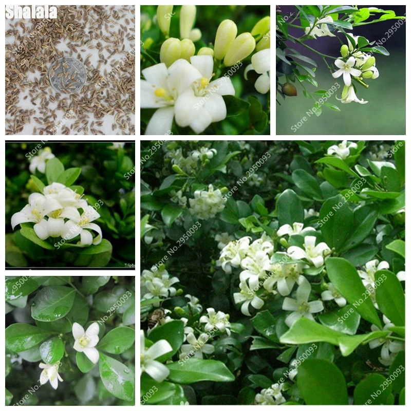 

Heirloom 100% True White Jasmine Shrub with Fragrant White Flower bonsais, Professional Pack 100 pcs / bag Murraya Paniculata
