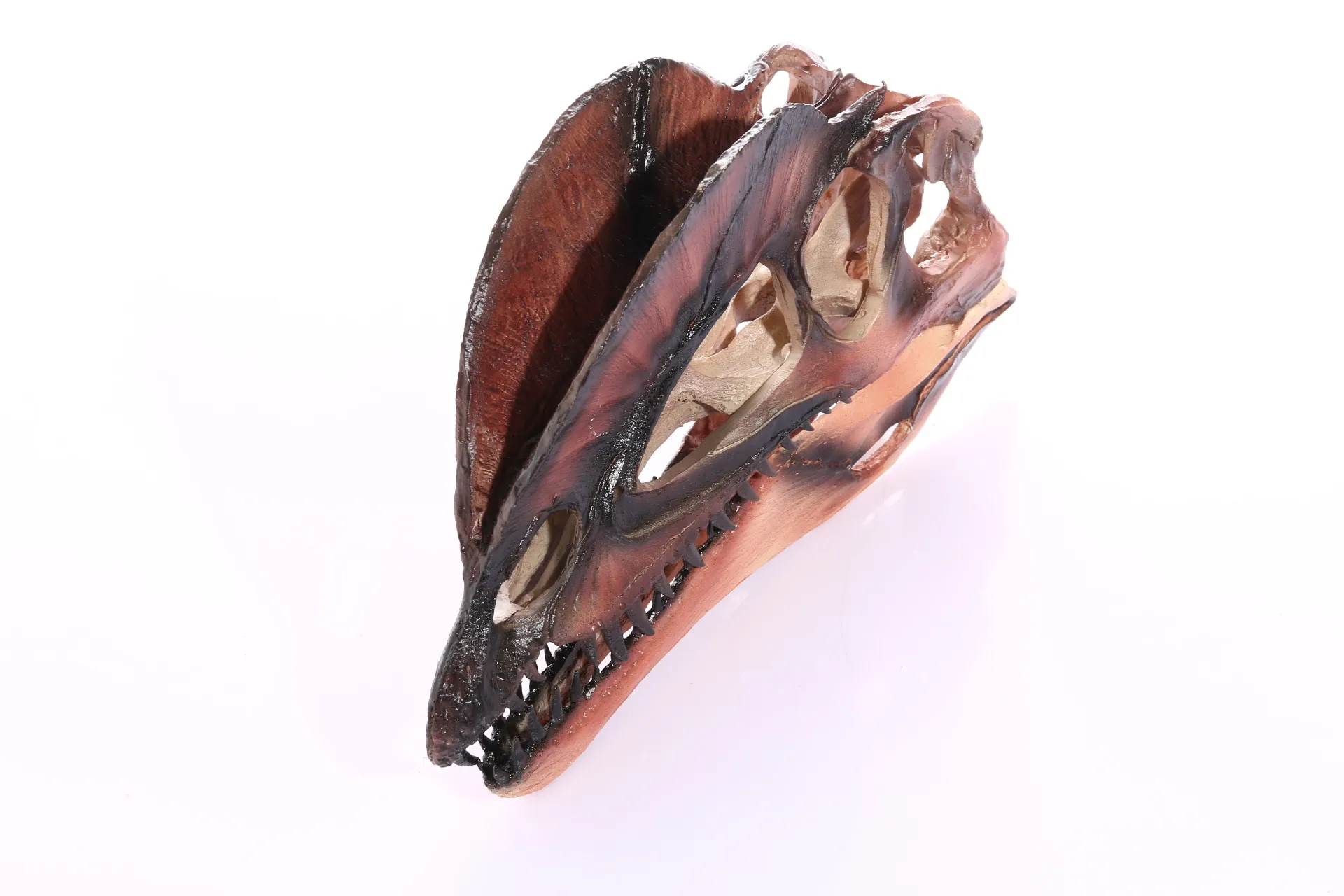 Dinosaur Dilophosaurus Skull Resin Fossil Model Collectibles Home Bar White