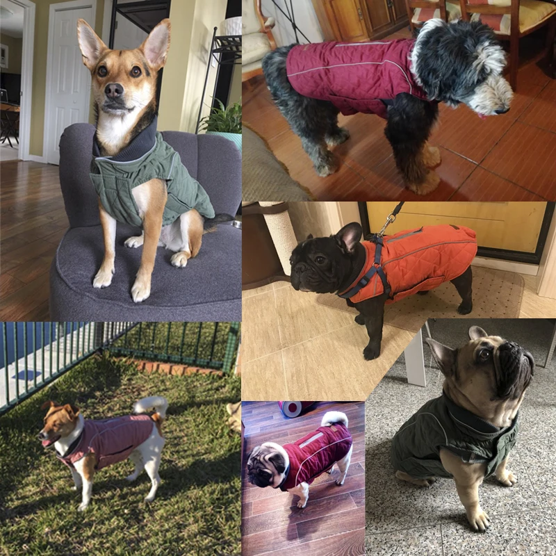 dog coat