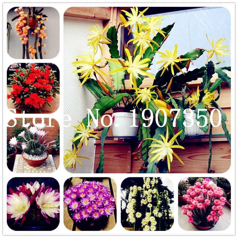 

Free Shipping 200 Pcs Succulent Cactus Rebutia Variety Flowering Color Cacti Rare Cactus Flowering Office Succulent Plant