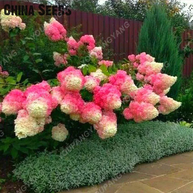 20pcs/pack Hydrangea Paniculata vanilla Fraise Strawberry Hydrangea bonsai Bonsai Flower bonsai Potted Plant For Home Garden Pla