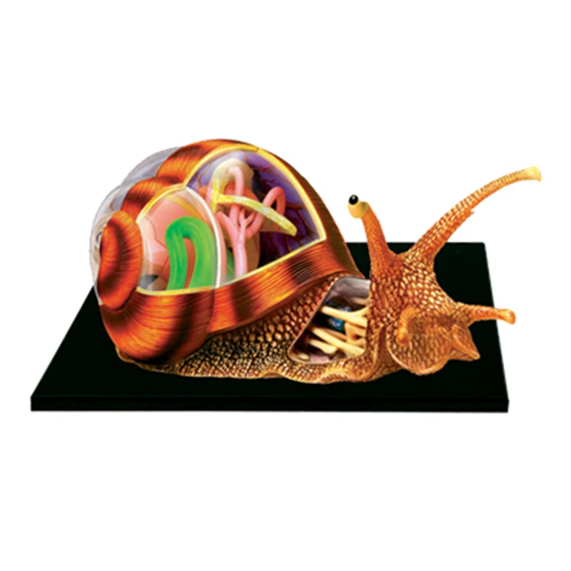 4D Улитка интеллект сборка игрушка животное орган анатомическая модель медицинская обучение DIY популярная научная техника