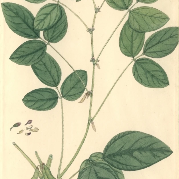 Glycine Max  Soybean Poster Print By Mary Evans Natural History Museum (24 X 36)