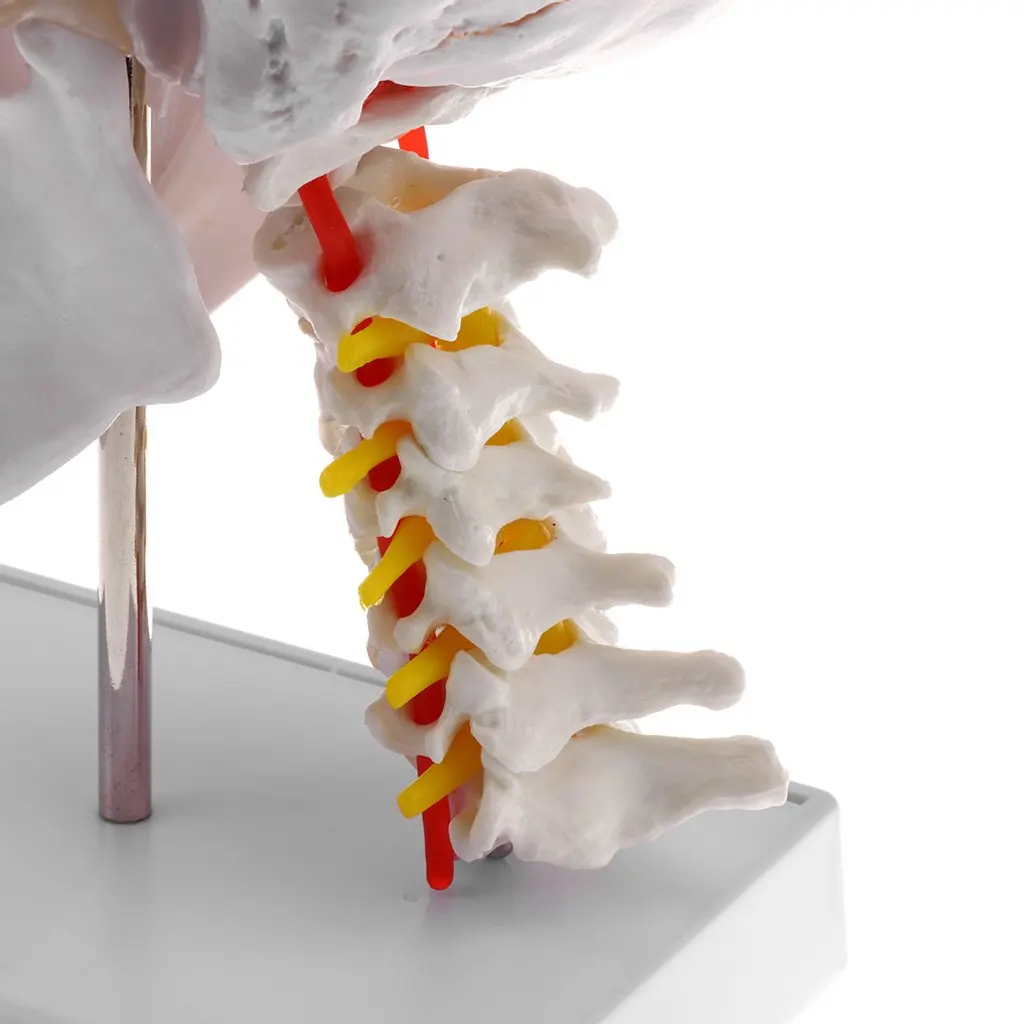  1: 1 Human Head Skull with Cervical Vertebra Model Anatomical Model for School Teaching Tool Learni - 32976867796