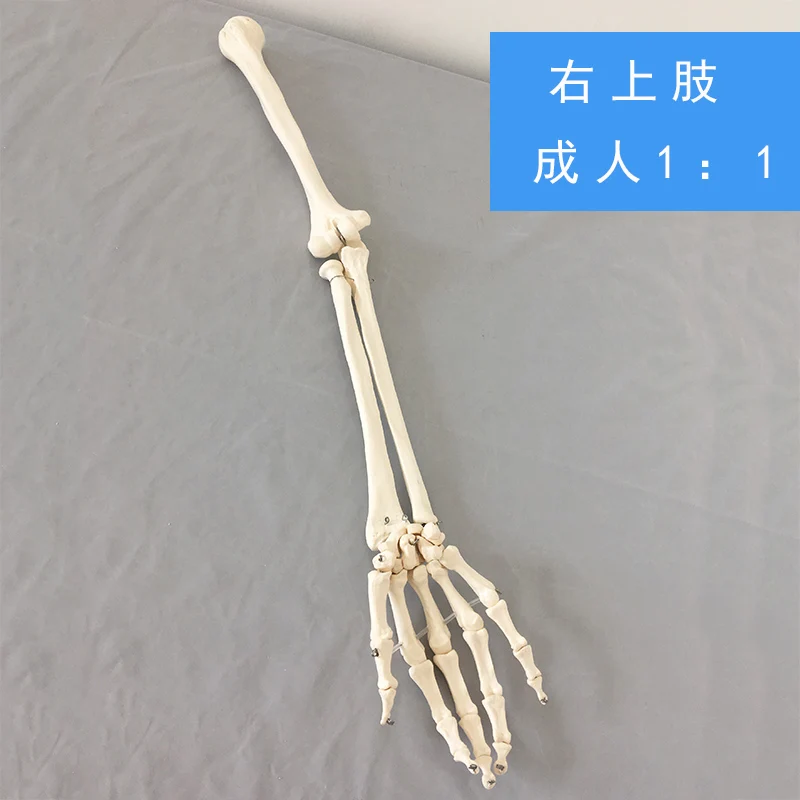 Natural adult upper limb model right | Канцтовары для офиса и дома