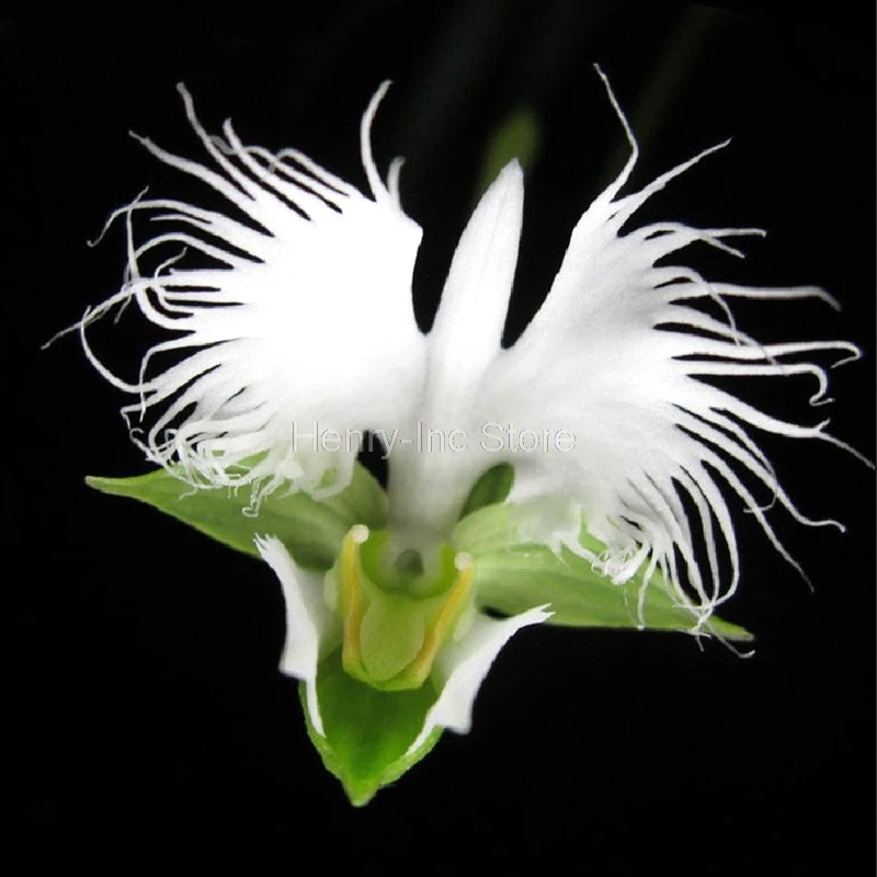 100 Pcs Bag White Egret Orchid Seeds Beautifully Decorate Your Home Flower Seed S069 Seeds Flower Seed Seeds Orchidpcs Bag Aliexpress