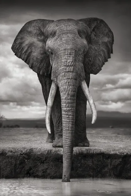 diy cadre faune africaine lphant potable gris photo close up affiche animale tissu soie affiche - Cadre Elephant diy cadre faune africaine lphant potable gris photo close up affiche animale tissu soie affiche - Cadre Elephant