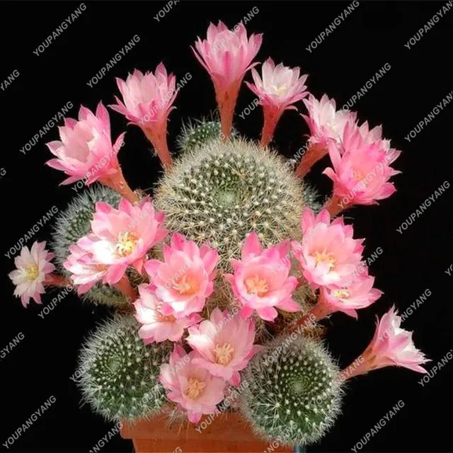 

Mixed Cactus bonsai Indoor Multifarious Ornamental Plants bonsai Rare Succulents Flower bonsai Can Purify The Air For Jardin 100
