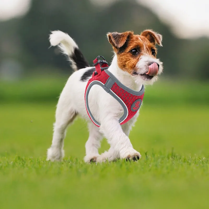 MySudui cat small dog harness and leash set Reflective Soft mesh chihuahua dog puppy harness lead dog vest harness arnes perro 2(1)