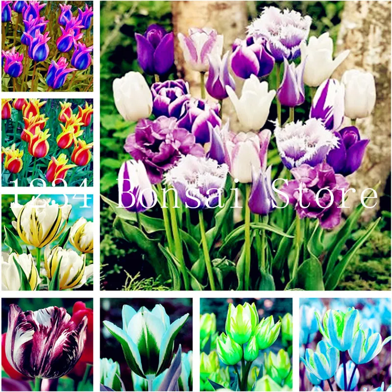

Hot Sale! 100 Pcs Double Tulip Bonsai Rare Tulip Flowers Plant Perennial Bonsai Plant Gift For Home Garden Courtyard Planting