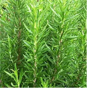 100pcs Sale Rosemary Garden Terrace Indoor Potted Four Seasons Easy To Sow bonsai Vanilla Marine Dew