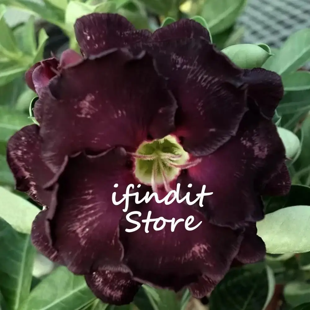 

2pcs Black Red Mix Desert Rose Tree Bonsai Perennial Flower Potted Planting Adenium Obesum for Home Garden Balcony Easy to Grow