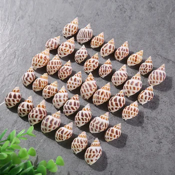 

50pcs Marine natural sea star fish dongfeng conch shell Marine decoration aquarium aquarium furnishings wholesale