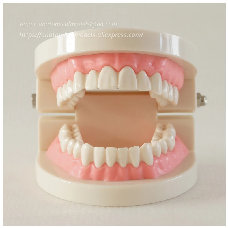 CMAM-DH209 Orthodontics dental chinamedicalanatomicalmodels 