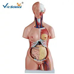 85 см человеческого торс анатомическая модель 23 части унисекс обучение медицине