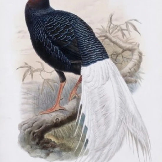 Bulwer's Pheasant John Gould (1804-1881 British) Lithograph Poster Print (18 x 24)