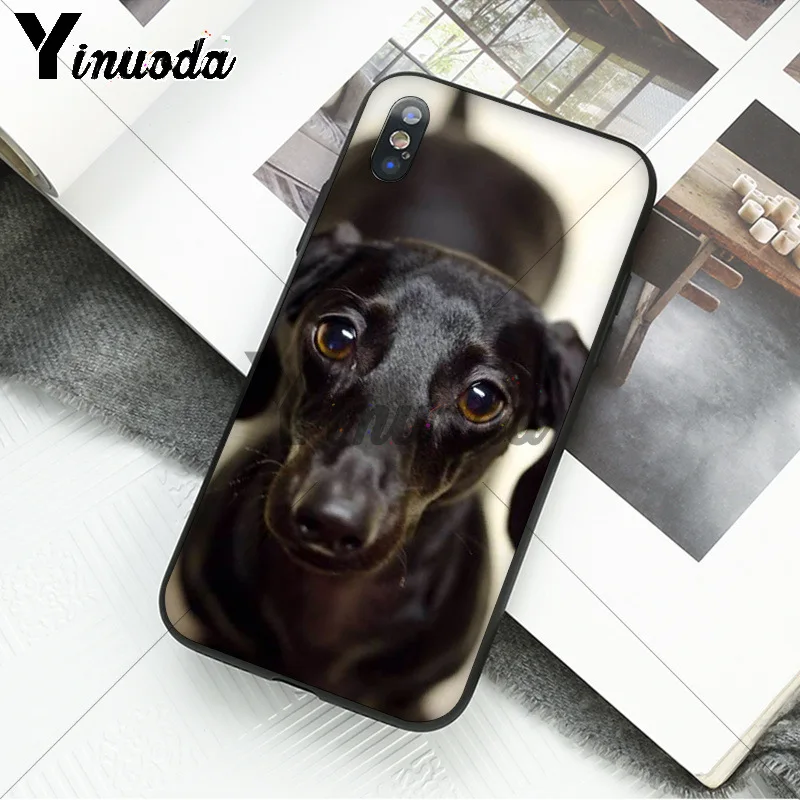 black Dachshund Doberman Dog face 