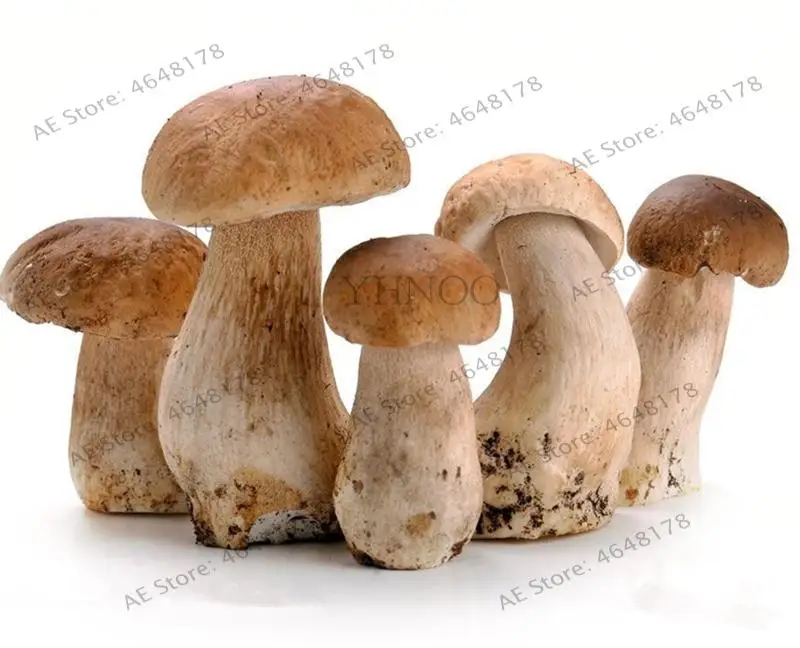 

1000Pcs Delicious Giant Mushroom Bonsai Organic Green Food Funny Succulent Edible Healthy Vegetable Plant For Happy Farm